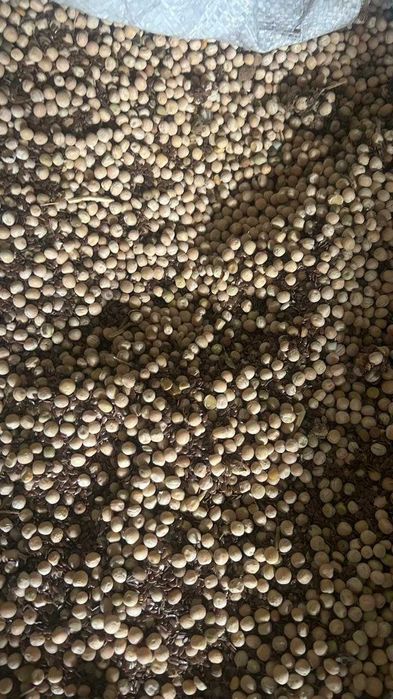 горох лен - зерносмесь в мешках