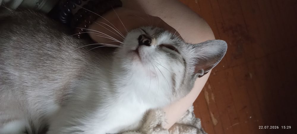 Кошка в добрые руки