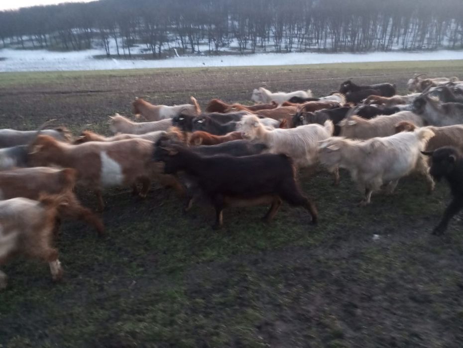 Vand 100 capre tinere si productive