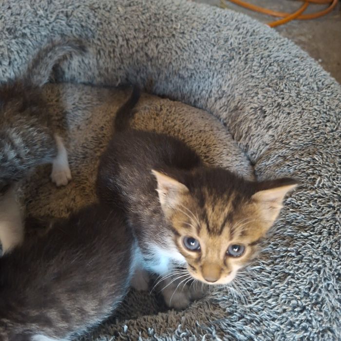 Donez pisicuțe spre adoptie
