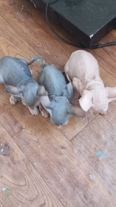 Свинкс порода мать и трое котят