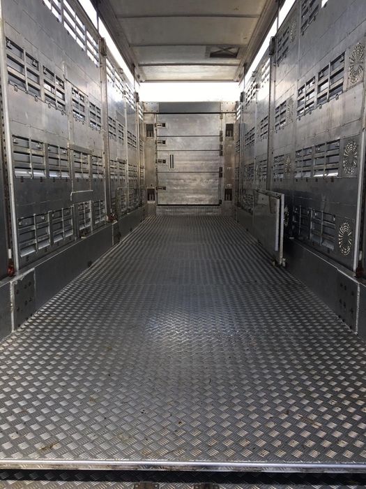 Transport bovine /vaci /