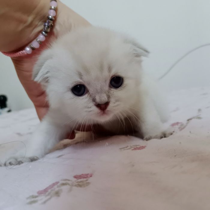Для брони котята Скоттиш Страйт