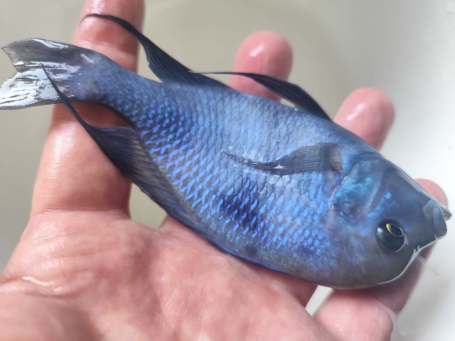 Голубой дельфин подростки