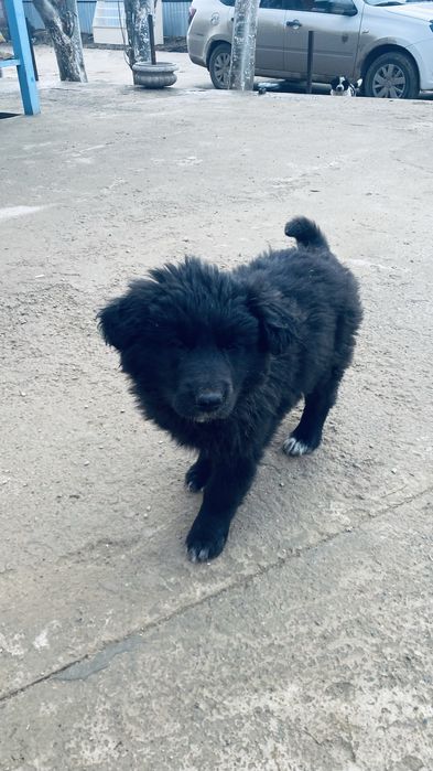 Күшік сатылады еркек