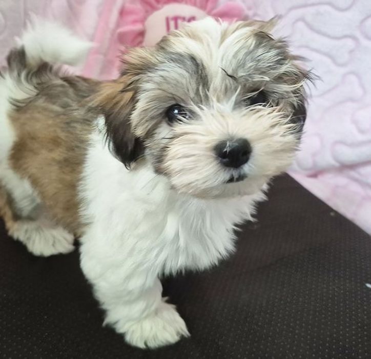 Bichon havanez fetiță