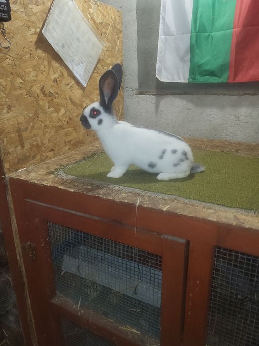 Немски пъстър великан