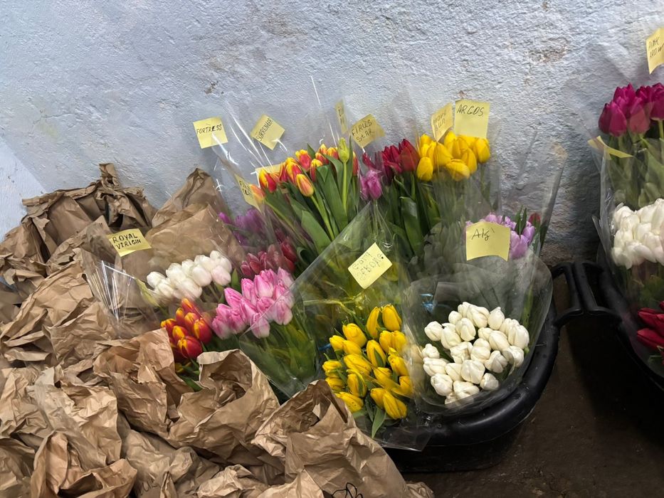 ТЮЛЬПАНЫ!!! Талдықорған!