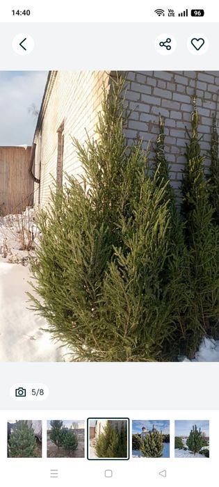 Сосна отборная новогодняя