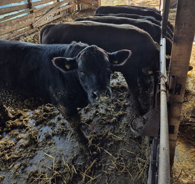 Vand 15 tauri Angus