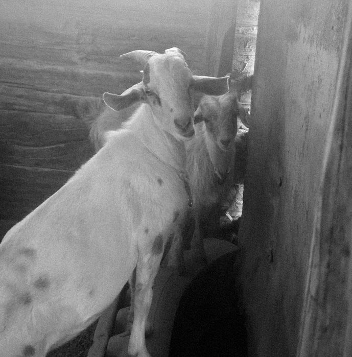 Занен нуб теке аралас