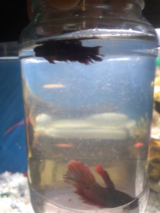 Pitishok baliq sotiladi xamasi 200000