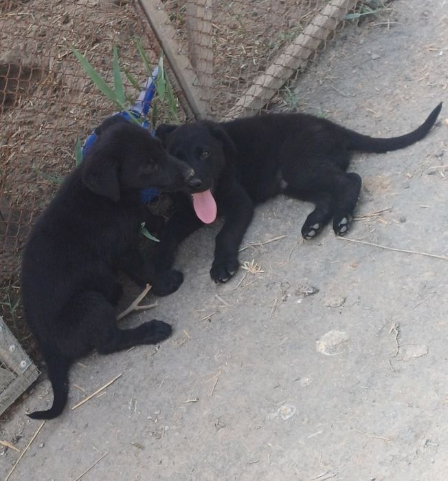 Labrador bolalari