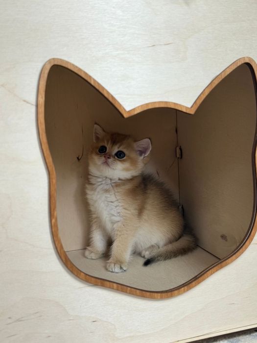 Шиншилла британская малышка