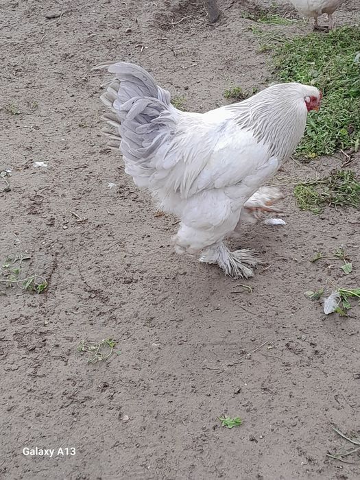 Brama xoroz kafolati bilan