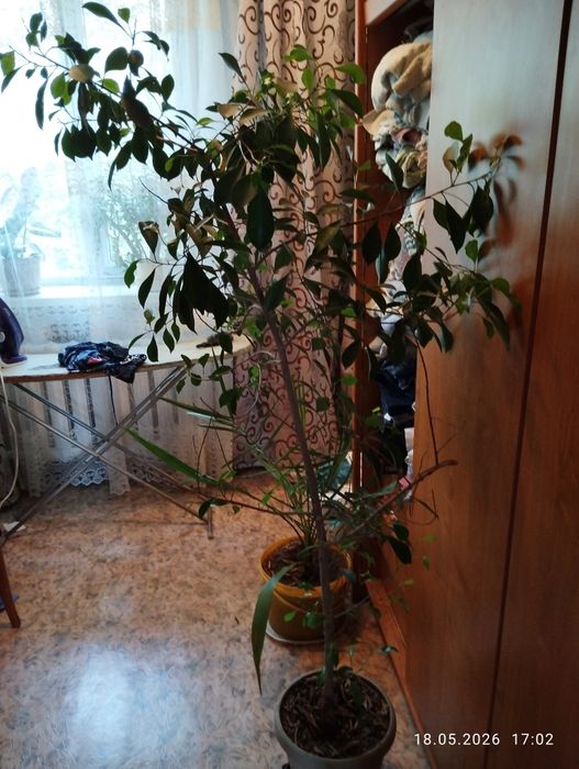 Продам цветы фикусы взрослые