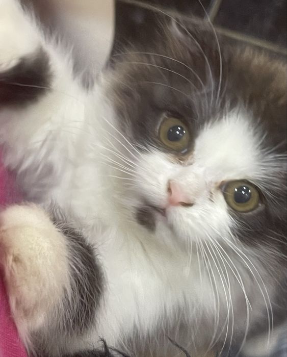 Проданется котенок 2 месяцца