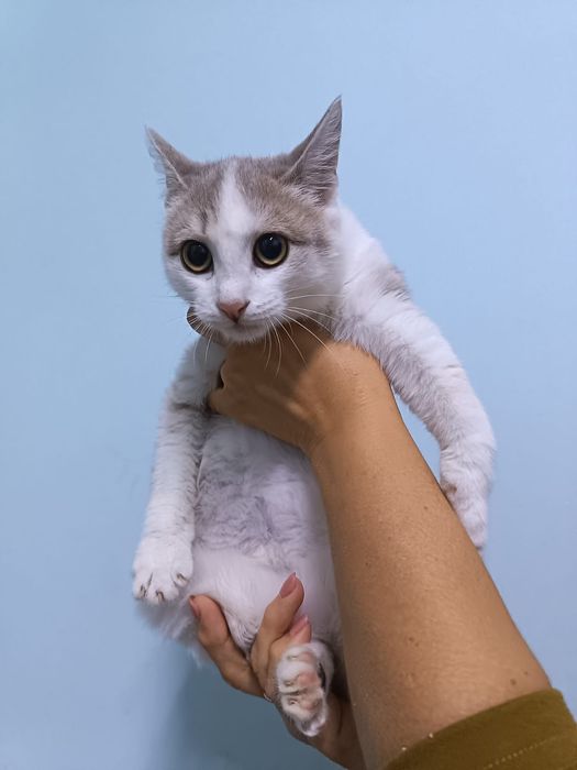 Отдам в добрые руки