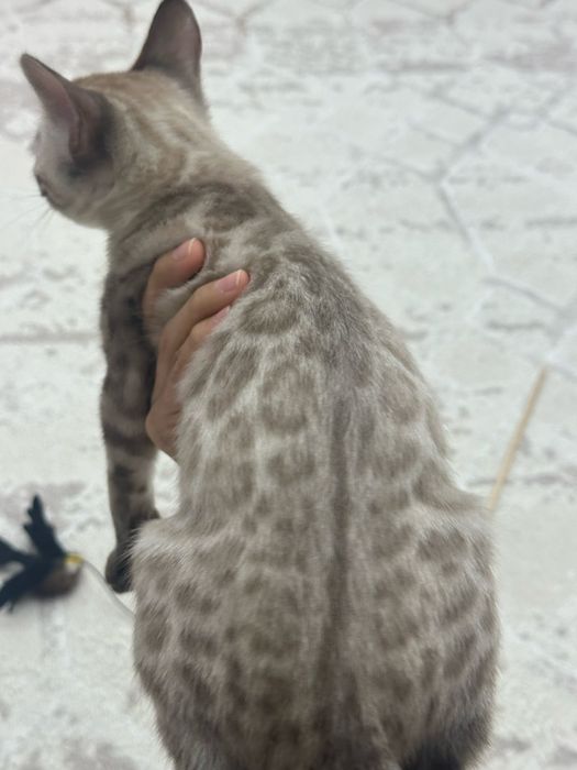 Срочно продаю котенка(бенгалец)