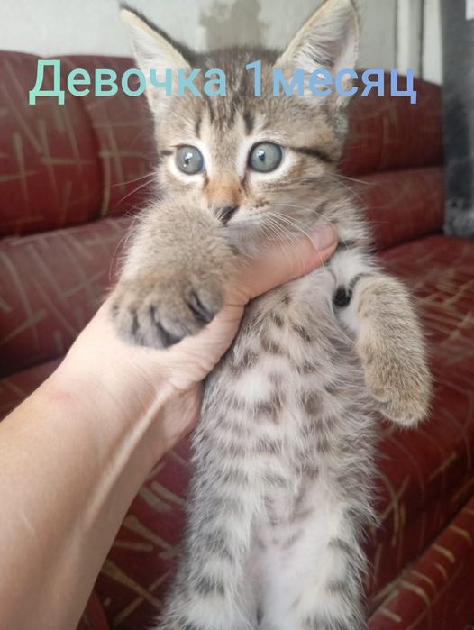 Отдаем в хорошие руки
