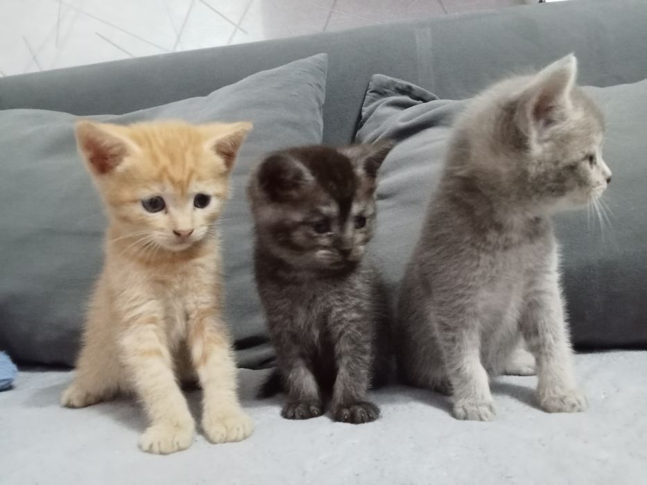 Отдам котят в хорошие руки