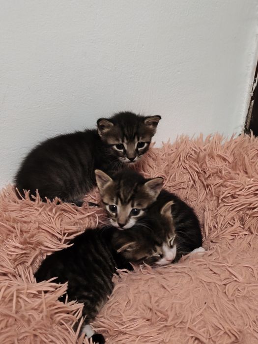 Pui de pisică adopție