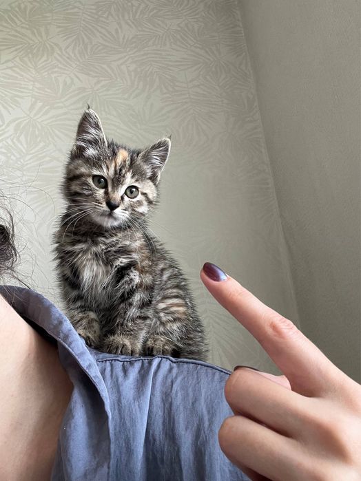 Отдадим котенка в добрые руки