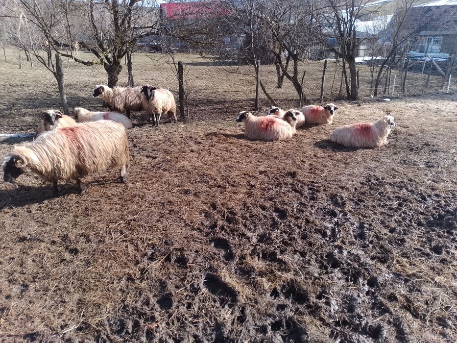 Oi de vînzare țurcane Bistrița Năsăud