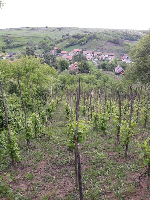 casa de vanzare Sorostin teren generos