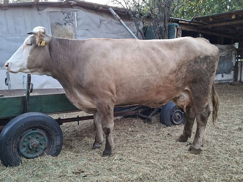 Vaca baltata, mare, tânăra,