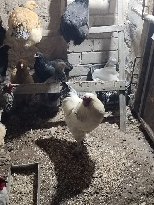 Петуха брамо белый