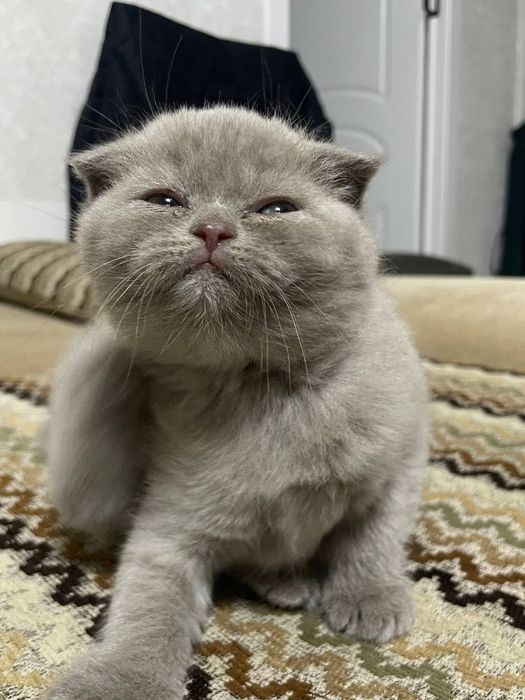 Продаются котята скоттиш фолд вислоухие. Осталась одна девочка.