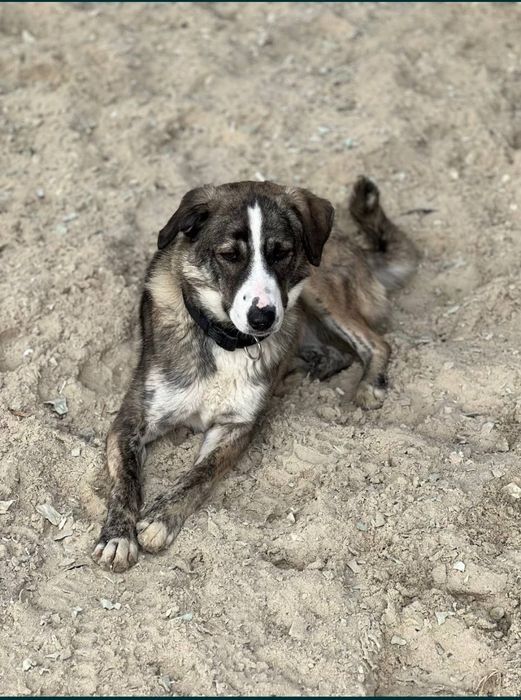Отдам собаку стерелизованную добрую