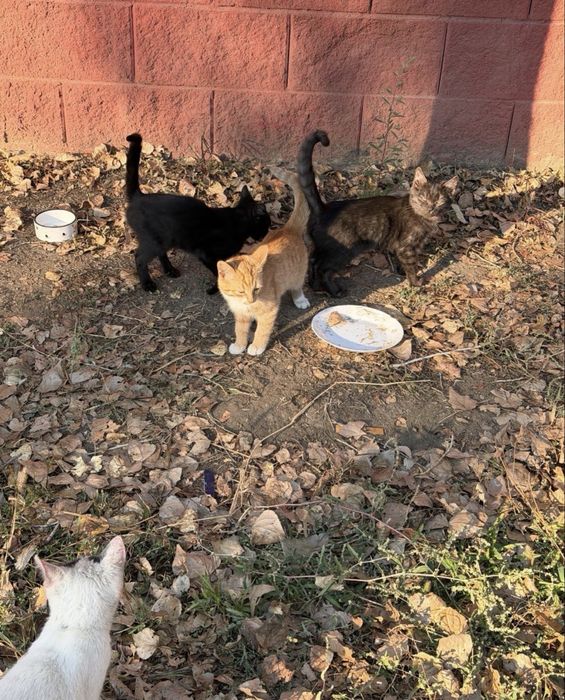 Отдам котят в добрые руки