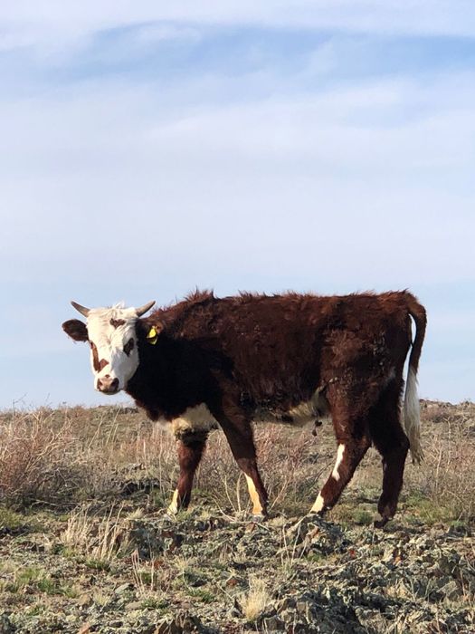 Бука тайынша бык сиыр корова молодняк