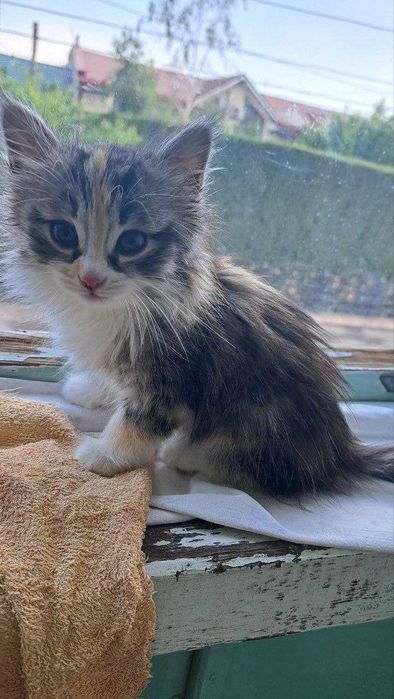 Чудо ищет семью! Девочка, 1,5 месяца