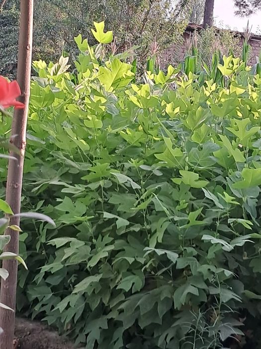 Лола гул (манзара дарахт )