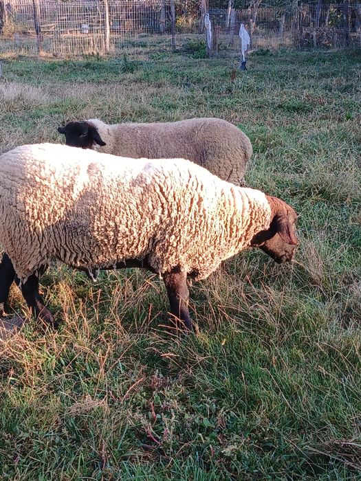 Berbecuț Suffolk original – 2 ani – ~120 kg