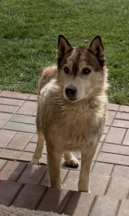 Пропала собака хаски