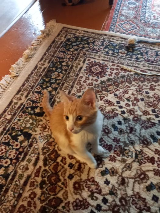 Отдам котенка добрым хозяевам