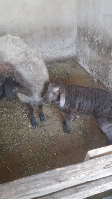 Қой баран сатылады