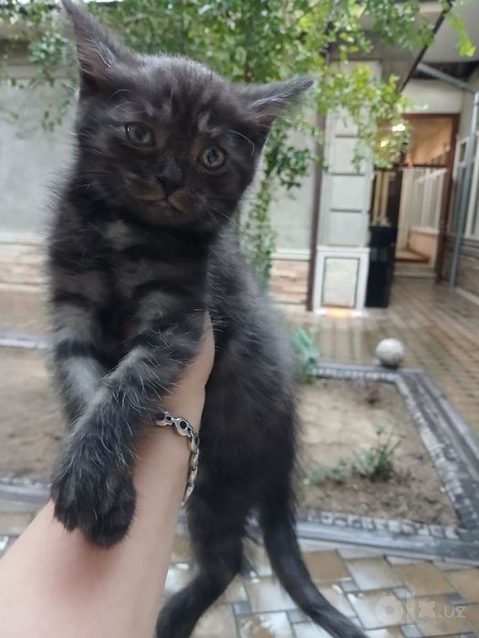 Xadyaga skotish strayt 1,5 oylik qiz bola