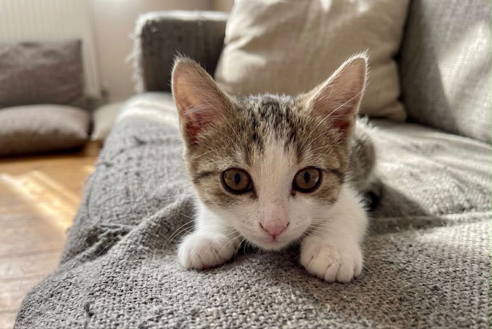 Котенок в хорошие руки