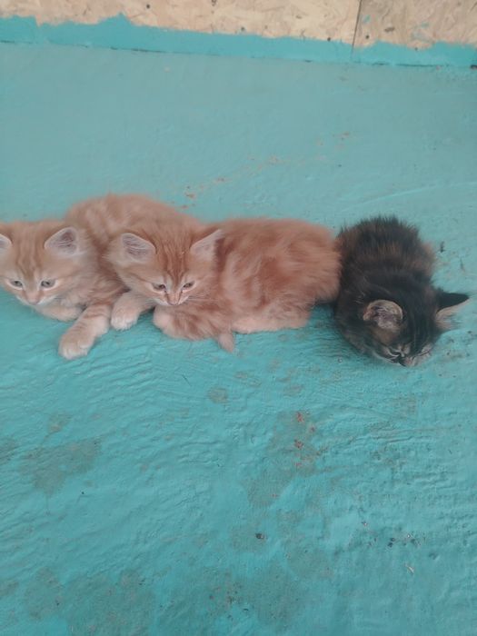 3 котят, отдам в добрые руки!