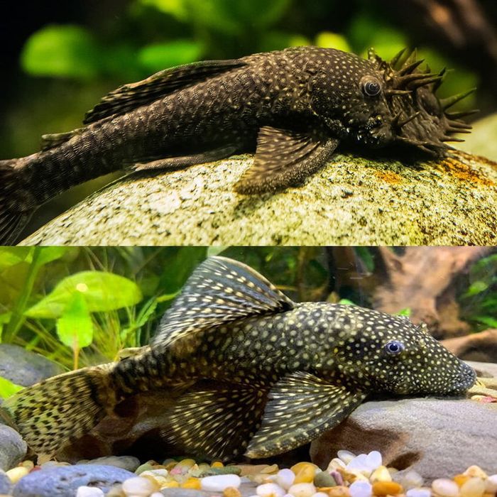Ansitrus. Oddiy qora. Анцитрусы.