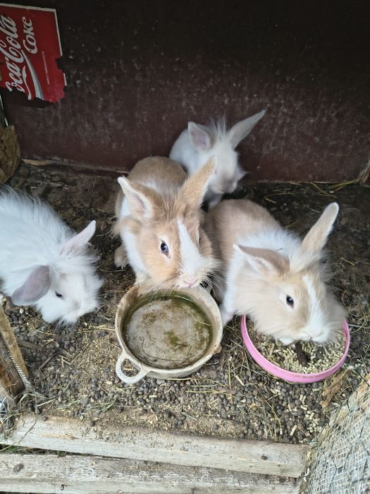 Cap-de-leu , animal de companie , preț 50 de lei pui și 65 de lei adult !