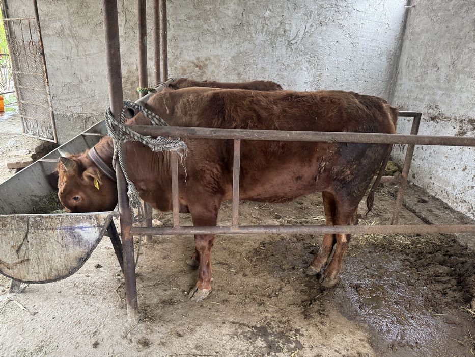 Буққалар сотилади соғлом