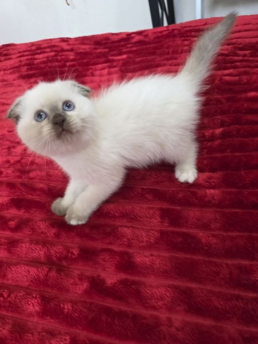 Котята мимишные.