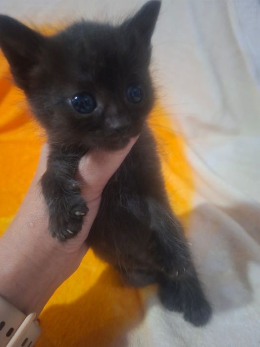 В добрые руки котята