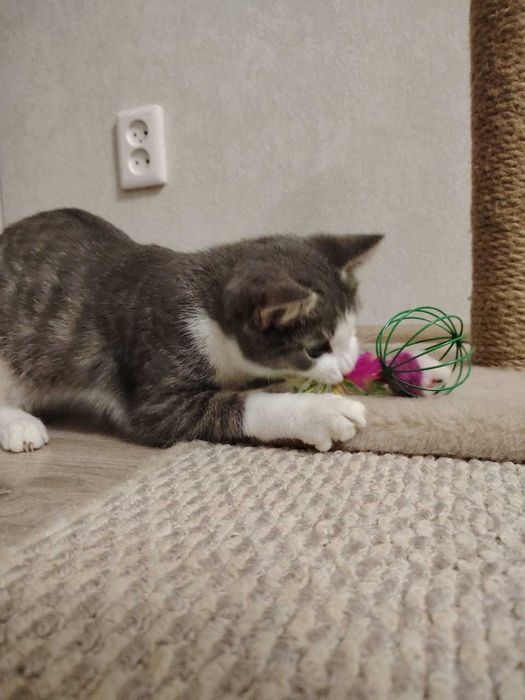 Котёнок-мальчик Барсик ищет дом и надёжных хозяев